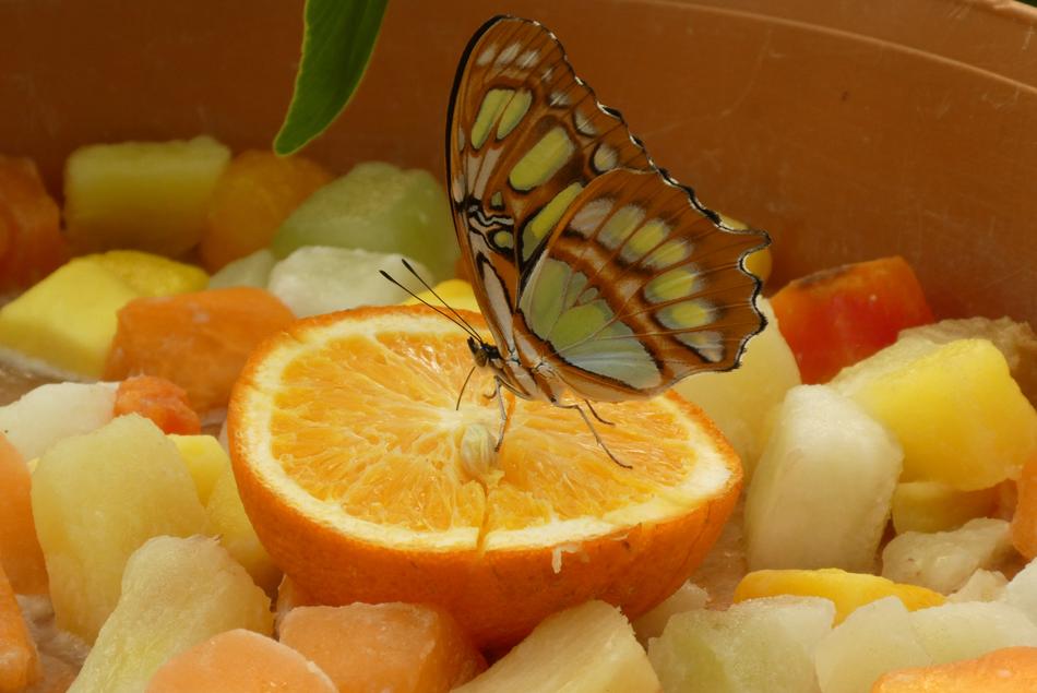 magnificent butterfly on an orange