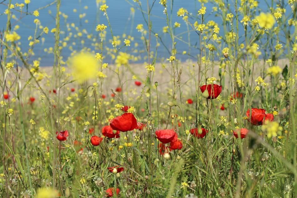 Gelincilk Flower Area