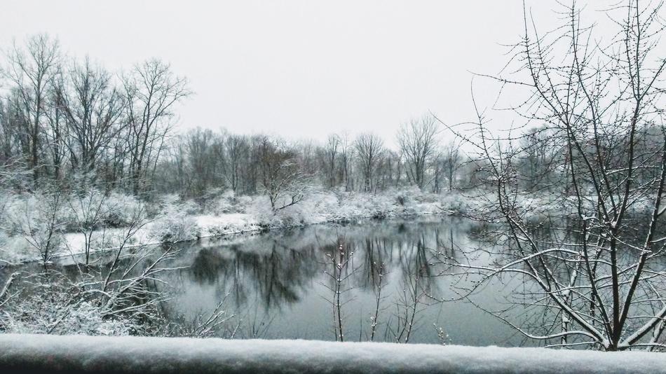 Winter Nature Tree