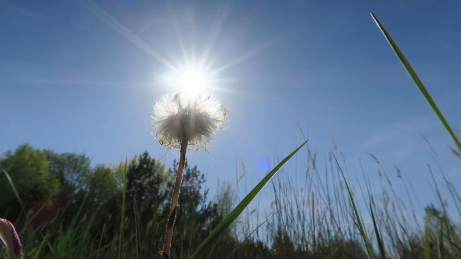 Sun Flower