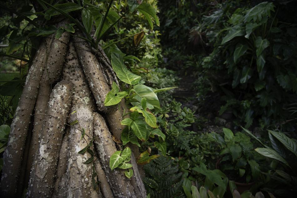 Nature Leaf Tree