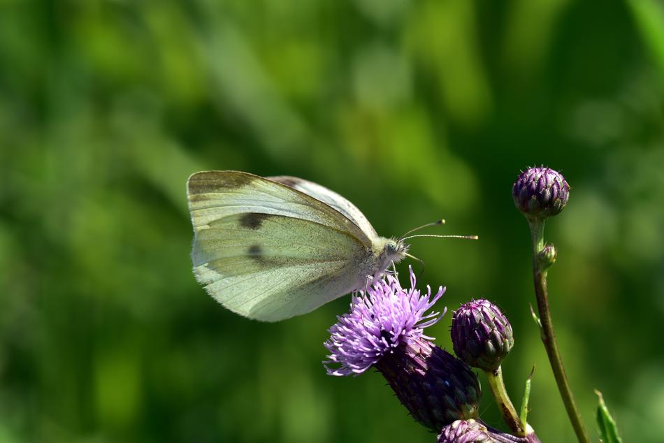 Butterfly White Flower