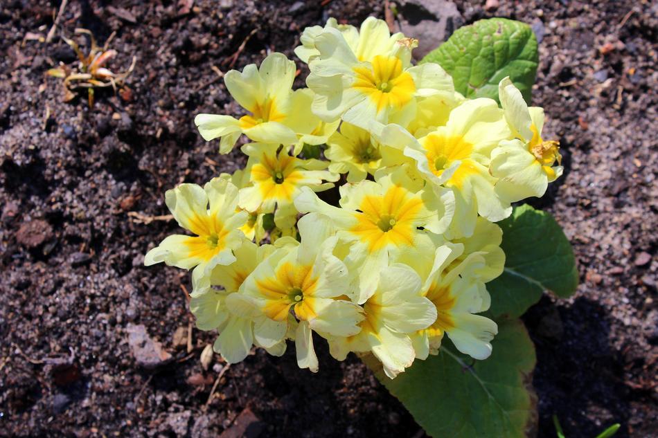 Prymulka Primula Spring Flowers