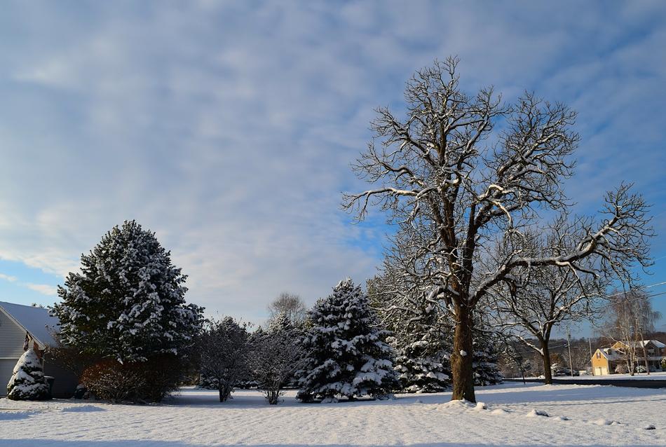 trees bush field snow