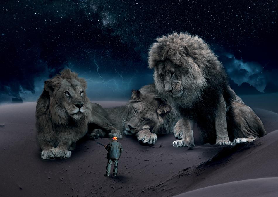 Wild World Lion Nature
