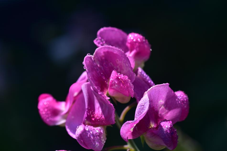 Ziererbse Pea Flower Color Close up