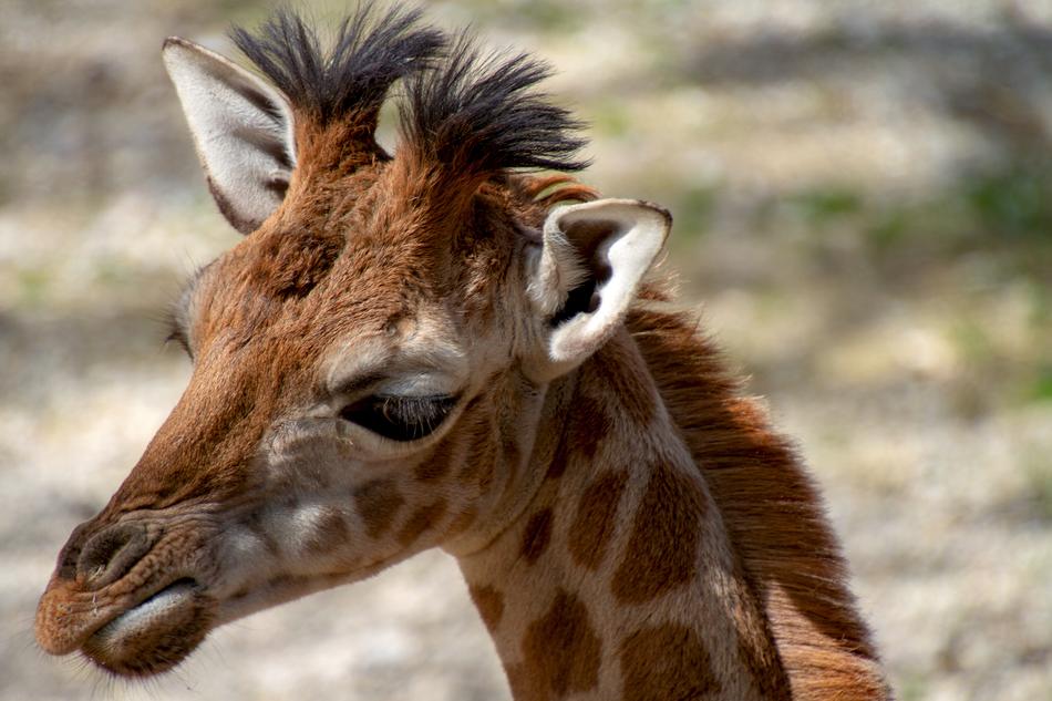Giraffe Young Animal Head