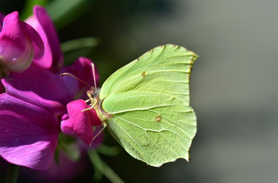 Butterfly Close Up Green