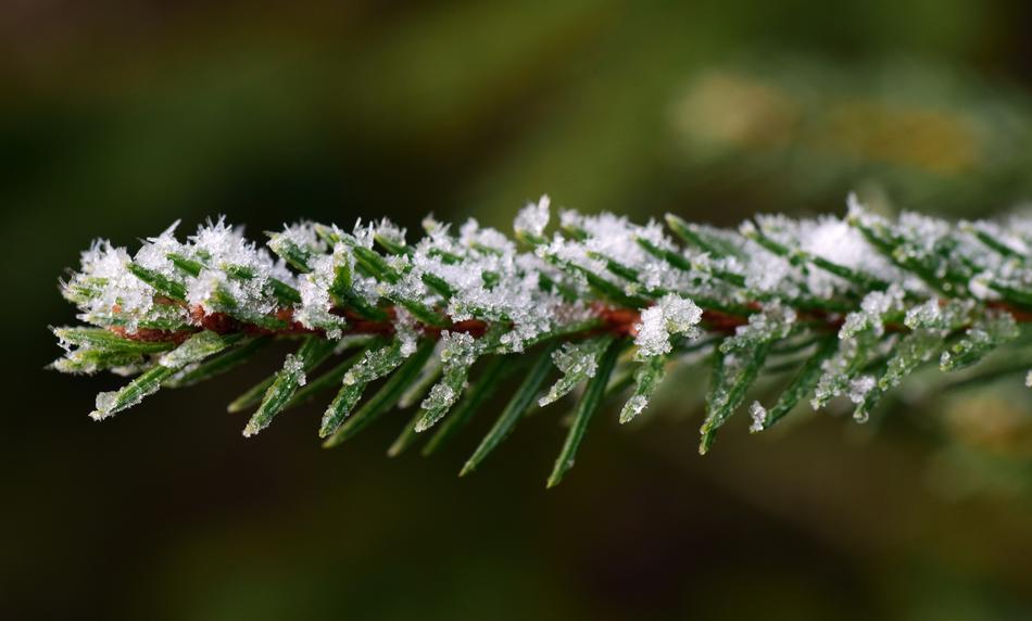 Branch Tannenzweig Green