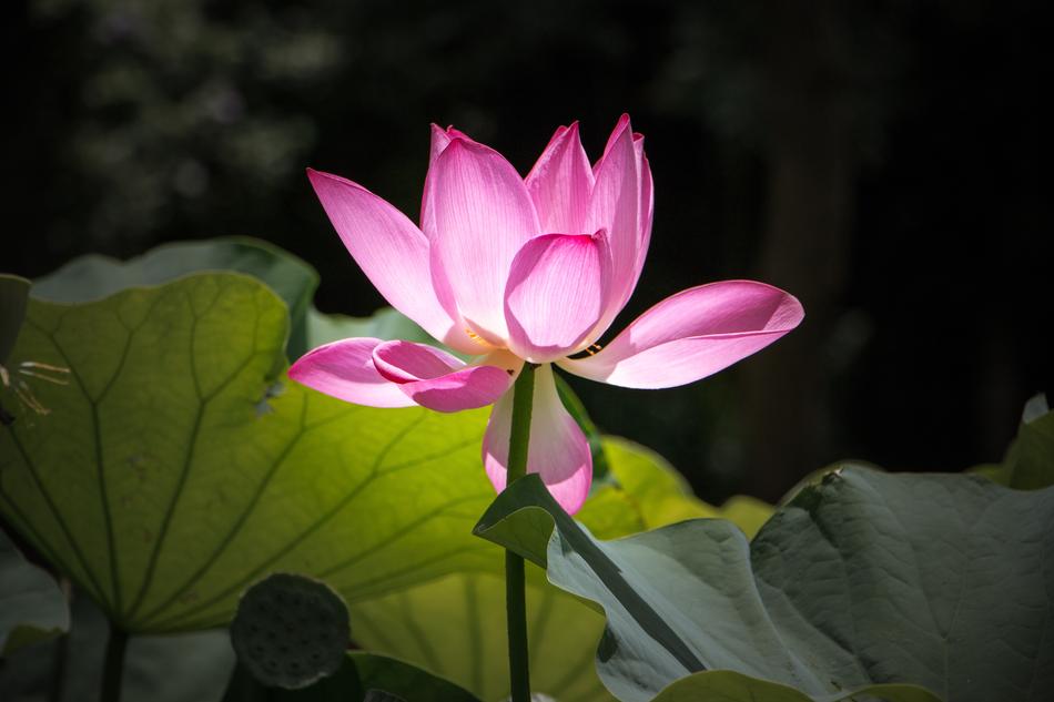 Flower Plant Lotus