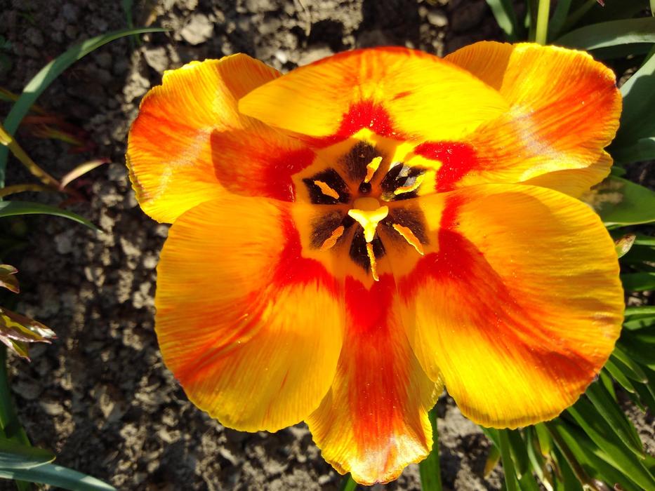 Tulip Meadow Yellow