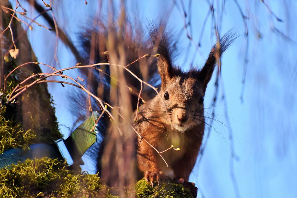 Squirrel Verifiable Kitten Rodent