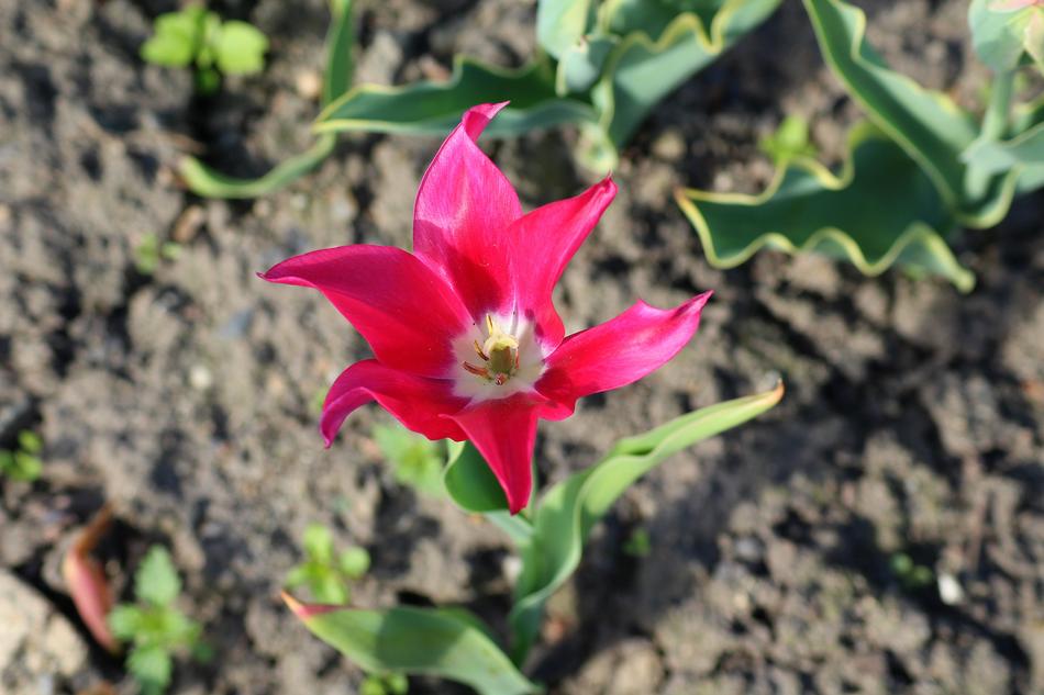 Tulip Boost Spring Full
