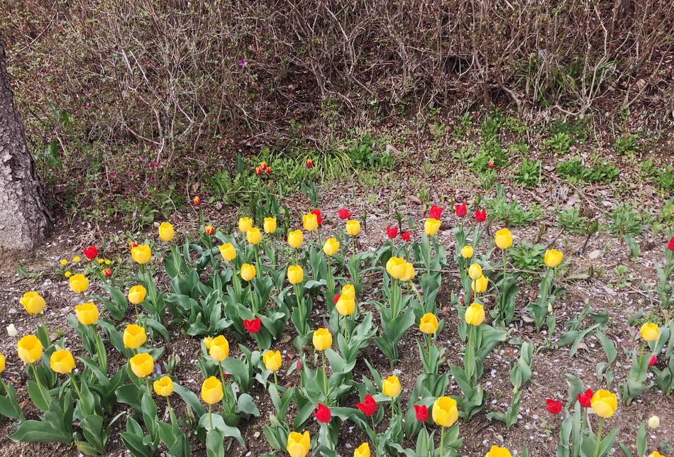 bright flowers in the garden landscape