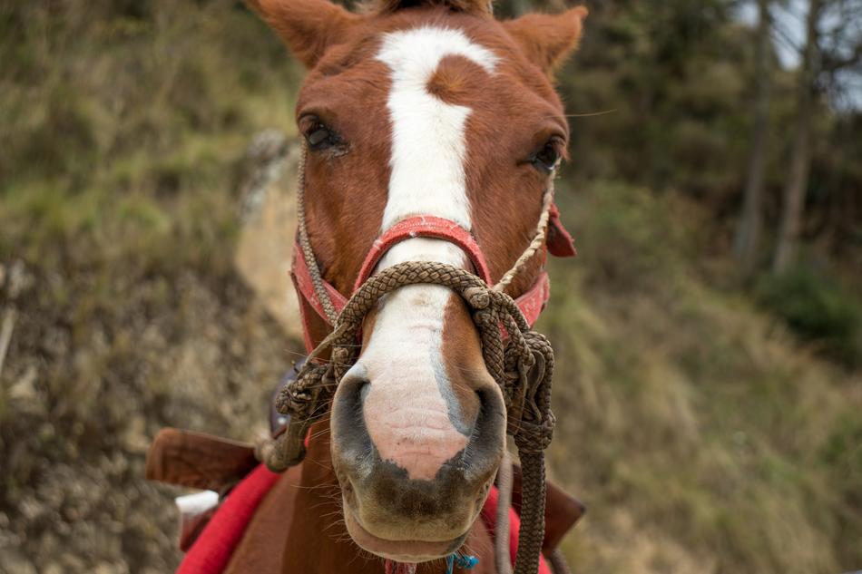a horse on a red leash