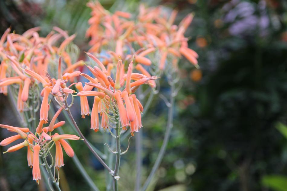 Aloe Striata Striped