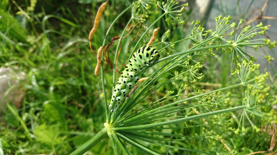 Caterpillar Swallowtail Nature