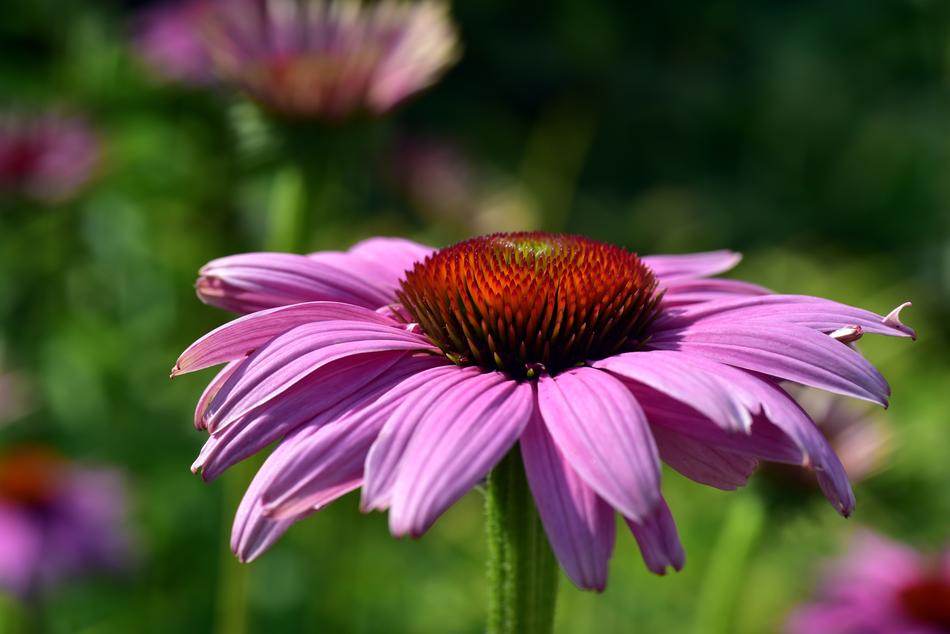 Coneflower Flower Blossom