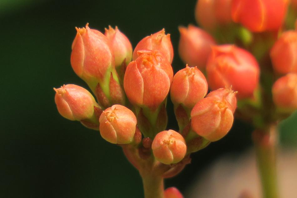 Spend Long Jeon Nature Plant