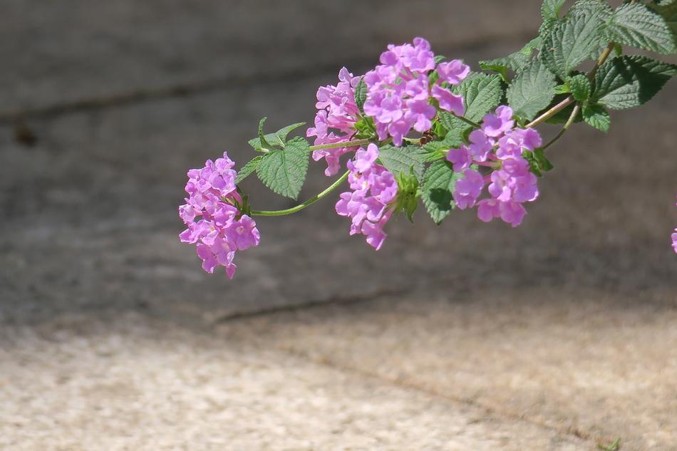 Nature Plant Flower