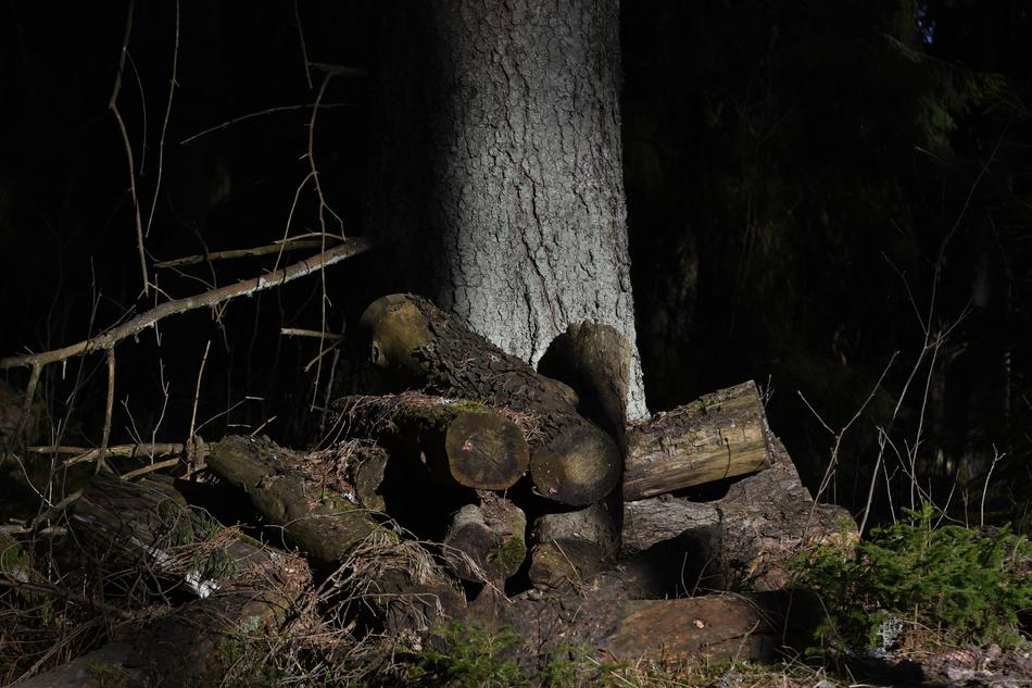 Wood Tree Nature
