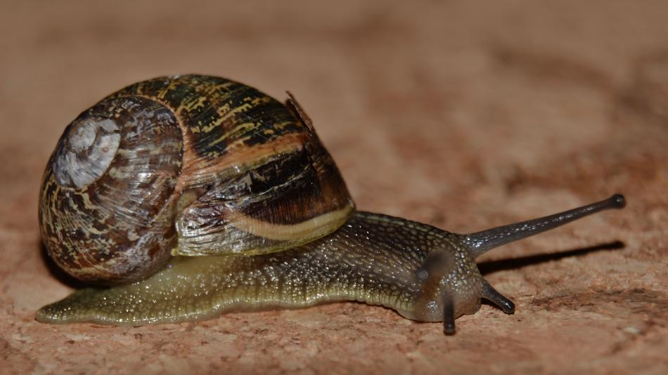 Slow Animal Kingdom Snail