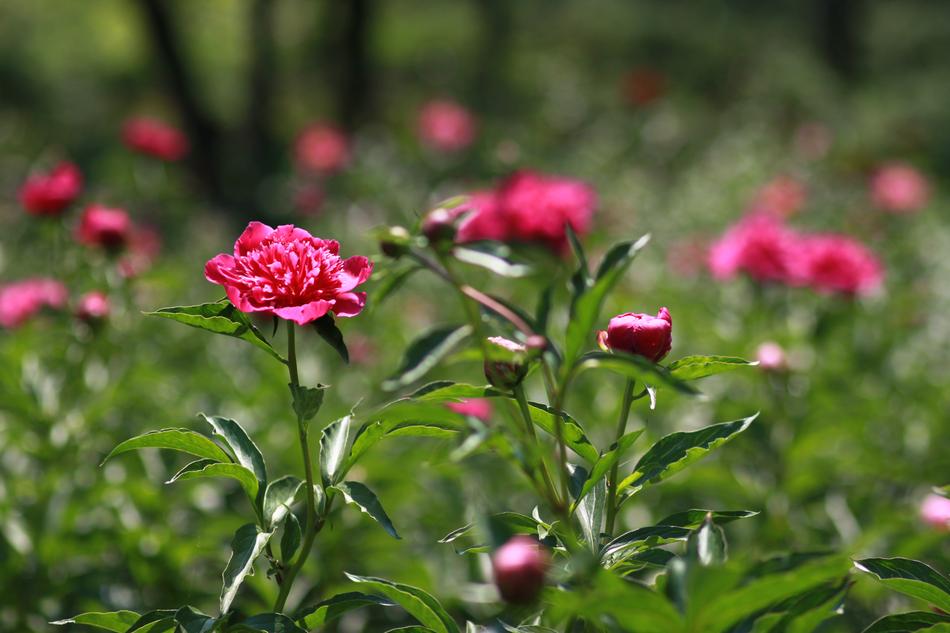 Nature Plants Flowers