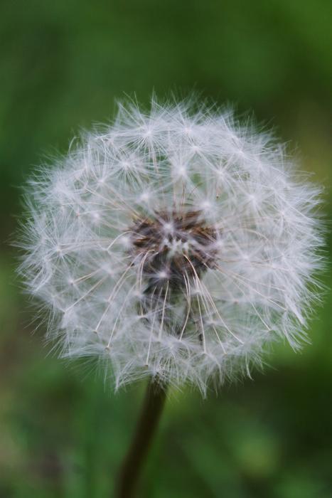 Dandelion Summer Nature