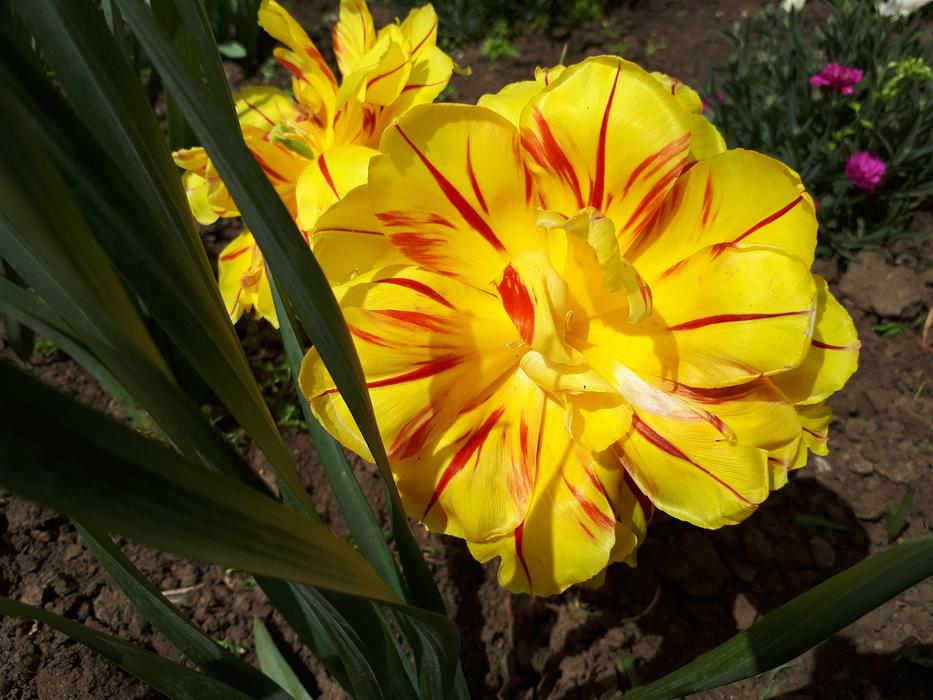 Nature Tulip Plant
