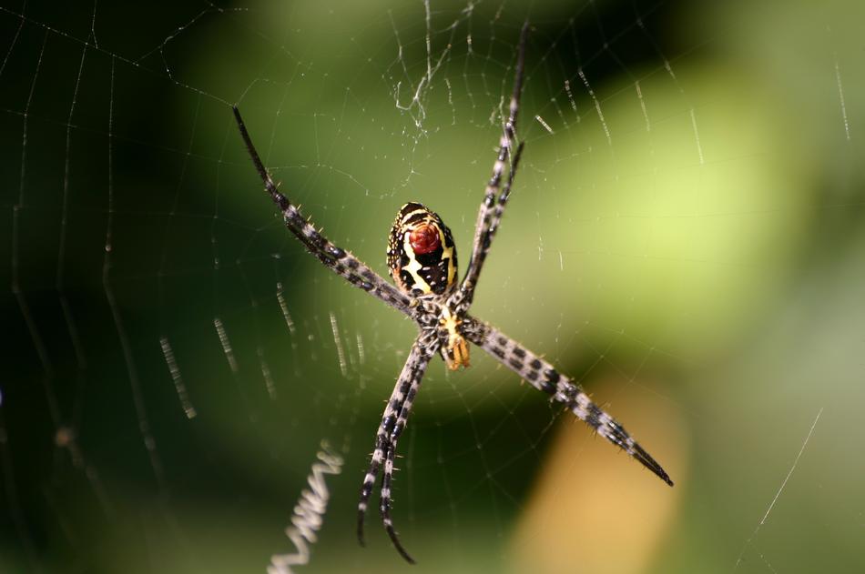 Spider The Nature