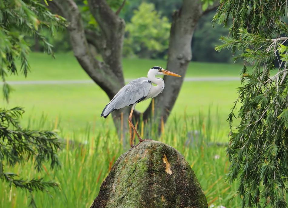 Nature Bird Tree