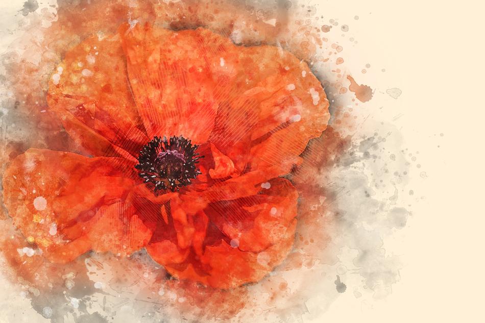 poppy flower petal macro plant