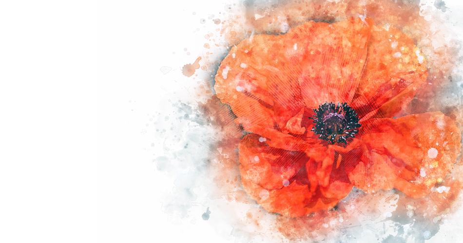 poppy flower petal macro