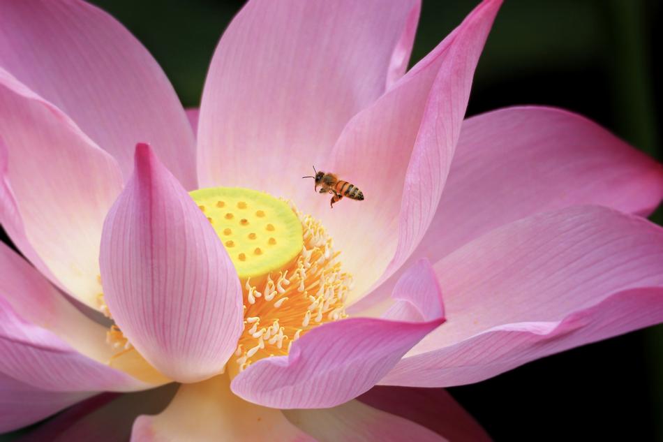 Taiwan Taipei Lotus Botanical
