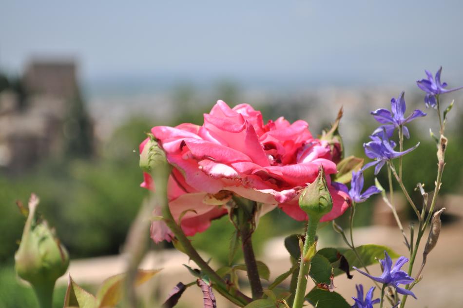 Nature Flower Plant