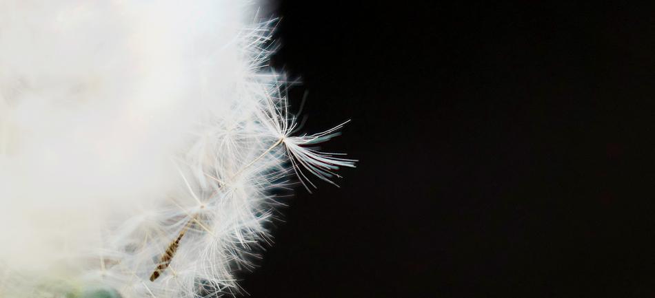 Nature Fluffy Dandelion