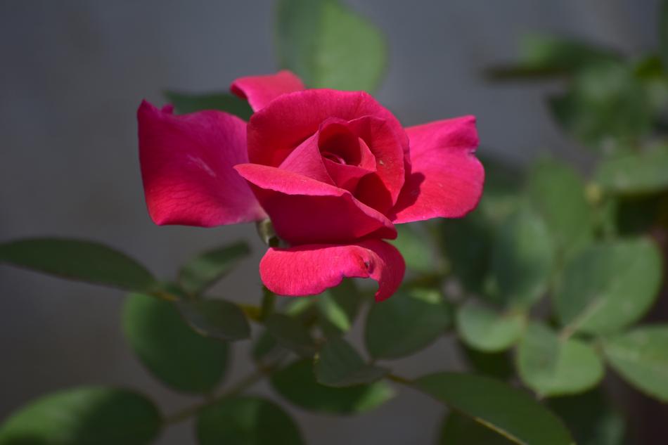 Rose Flower Red