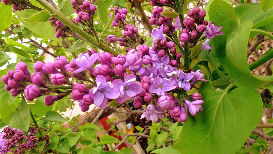 Nature Flower Plant