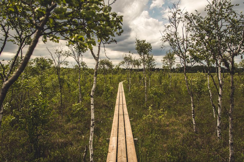 Tree Wood Nature