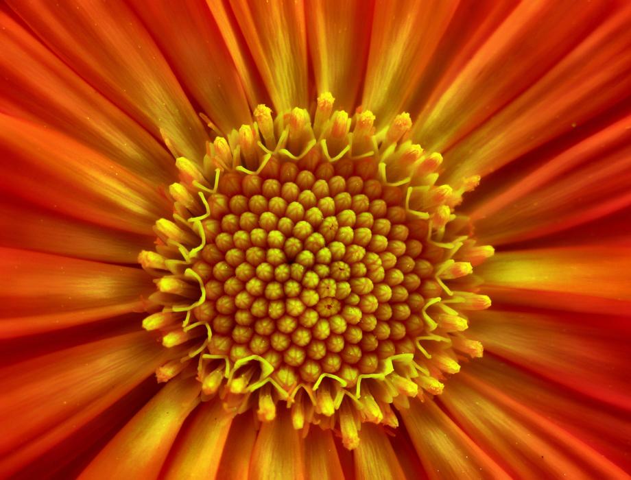 Flower Daisy Spring