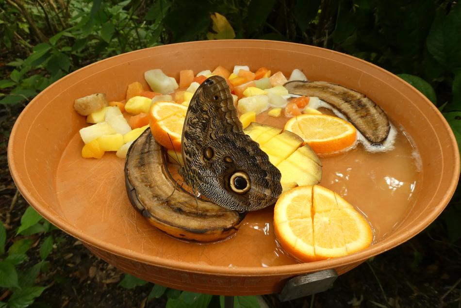 beautiful butterfly on a dish