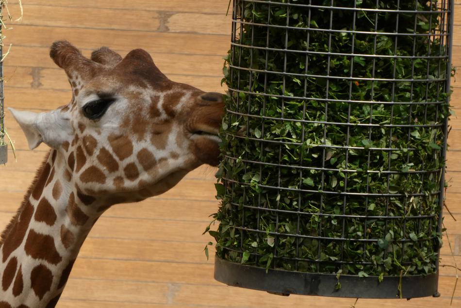 Giraffe Green Feeds Zoo