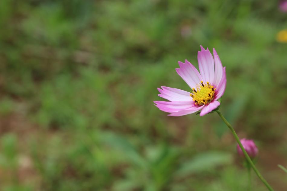 Nature Plant Summer