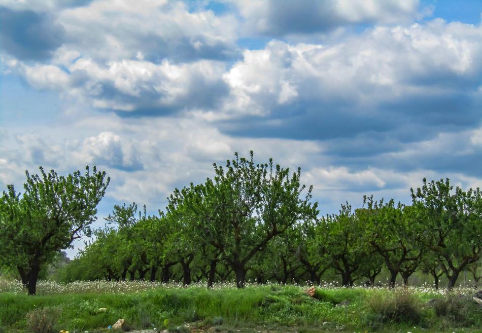 Nature Tree Landscape