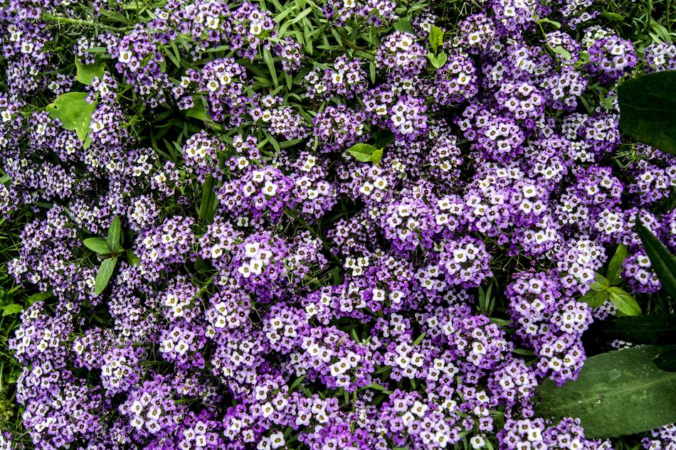 Flower Plant Nature