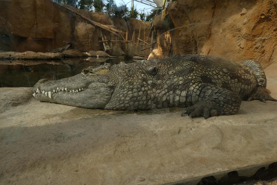 Crocodile Predator Zoo