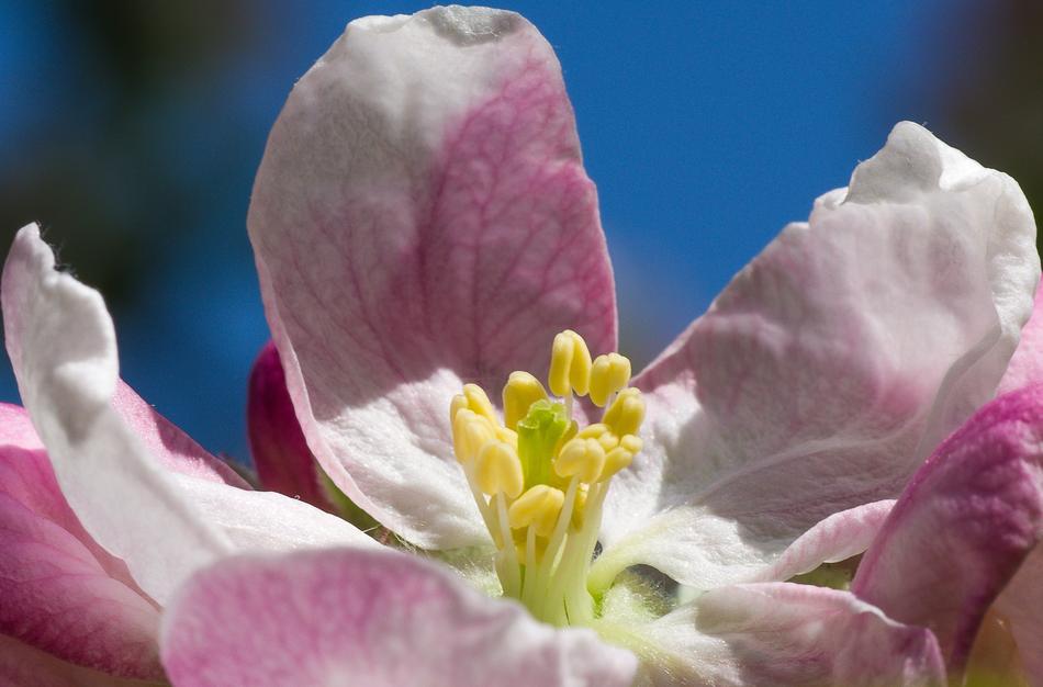 Flower Nature Plant
