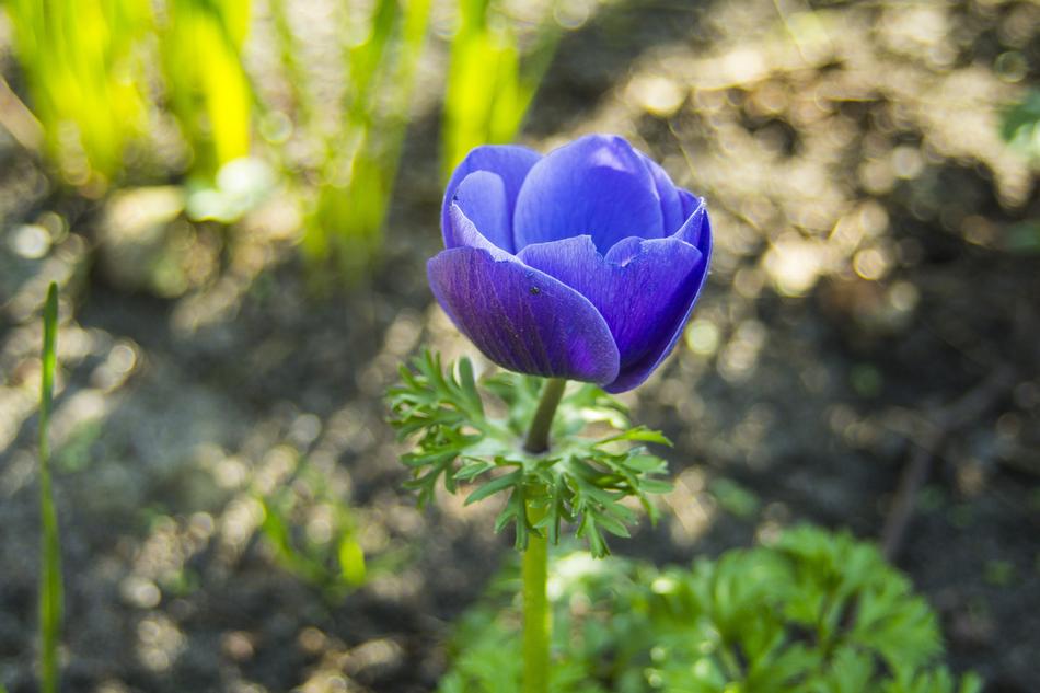 Nature Plant Flower
