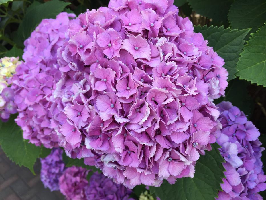 the flowers are beautiful gorgeous