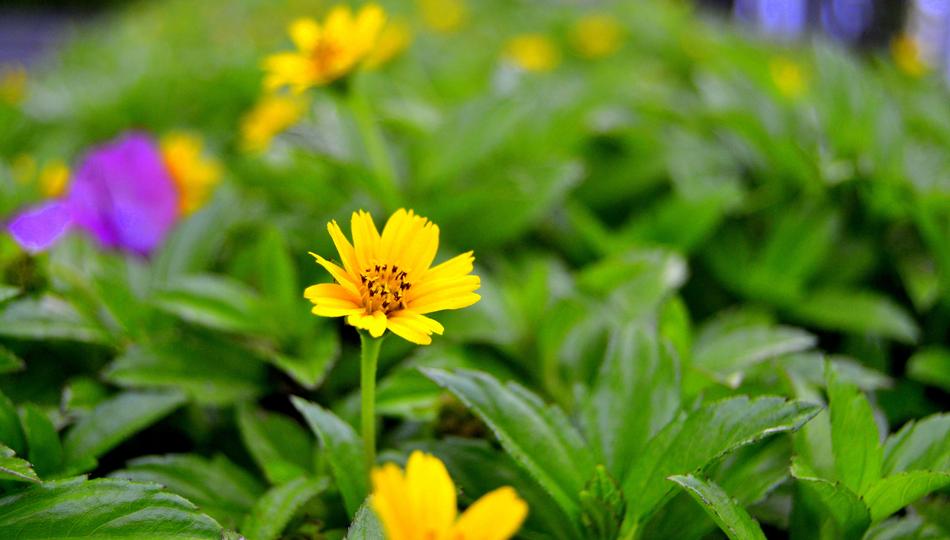 Nature Leaf Flora